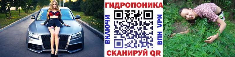 Каннабис конопля  Шилка 